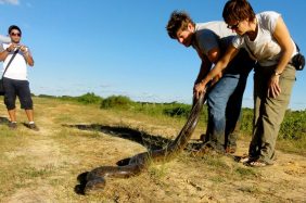 Guamanchi animal safari in Los llanos - anaconda capture