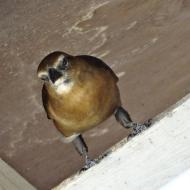Bird in rafters on river trip